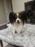 Jerry, a male Papillon for sale in Thornton, CO – 1 of 2