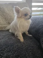 Coco, a male Chihuahua for sale in Thornton, CO – 5 of 5