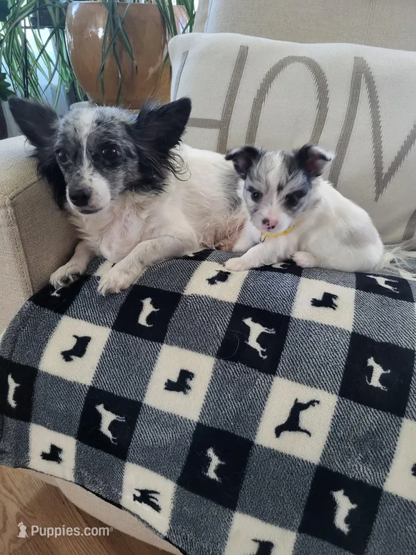 Stella – Chihuahua puppy for sale in Thornton, CO