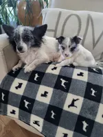 Stella, a female Chihuahua for sale in Thornton, CO – Photo 2 of 4