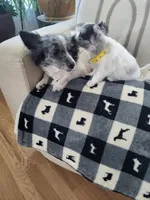 Stella, a female Chihuahua for sale in Thornton, CO – Photo 3 of 4