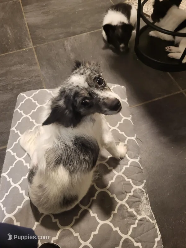 Stella – Chihuahua puppy for sale in Thornton, CO