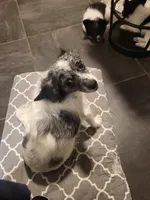 Stella, a female Chihuahua for sale in Thornton, CO – Photo 4 of 4