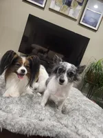 Stella, a female Chihuahua for sale in Thornton, CO – Photo 1 of 4