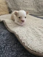 Coco, a male Chihuahua for sale in Thornton, CO – 3 of 5