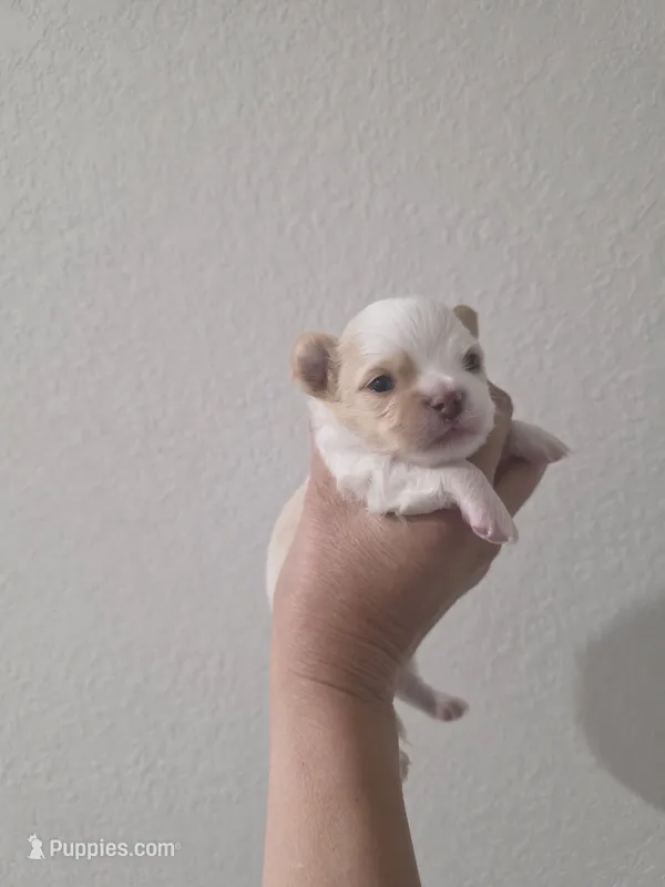 Coco – Chihuahua puppy for sale in Thornton, CO