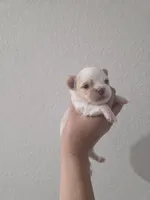 Coco, a male Chihuahua for sale in Thornton, CO – 1 of 5