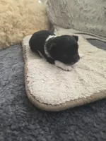 Buddy, a male Chihuahua for sale in Thornton, CO – 5 of 5