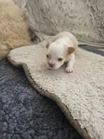 Coco, a male Chihuahua for sale in Thornton, CO – 4 of 5