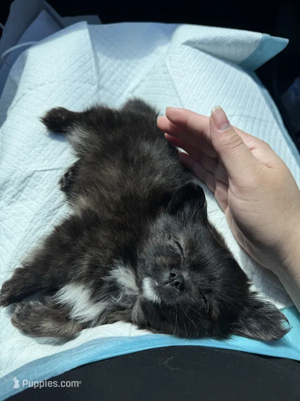 Dulce – Pomeranian, Shih Tzu puppy for sale in Asheville, NC