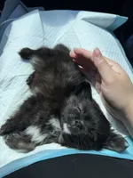 Dulce, a female Pomeranian and Shih Tzu for sale in Asheville, NC – 1 of 3