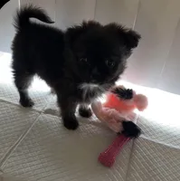 Dulce, a female Pomeranian and Shih Tzu for sale in Asheville, NC – 2 of 3