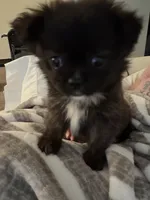 Dulce, a female Pomeranian and Shih Tzu for sale in Asheville, NC – 3 of 3