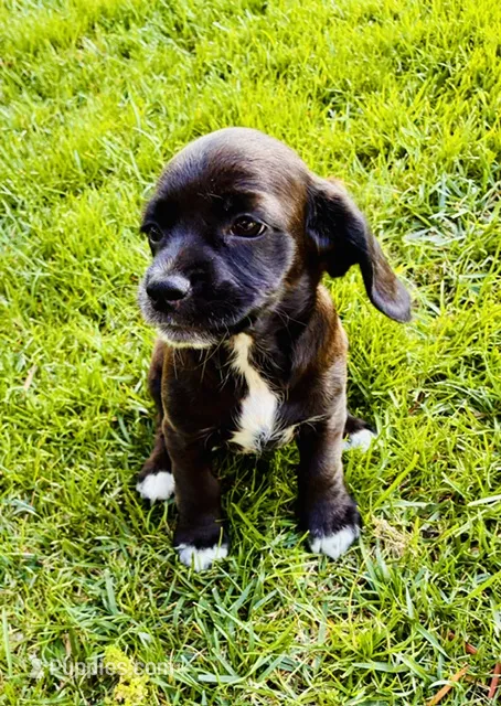 Boston – Cocker Spaniel puppy for sale in Irvine, CA
