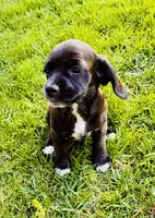 Boston, a male Cocker Spaniel for sale in Irvine, CA – 1 of 8