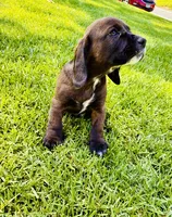 Luka, a male Cocker Spaniel for sale in Irvine, CA – 2 of 8