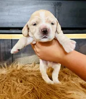 Ethan, a male Cocker Spaniel for sale in Irvine, CA – 2 of 2