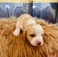 Cooper, a male Cocker Spaniel for sale in Irvine, CA – 2 of 2