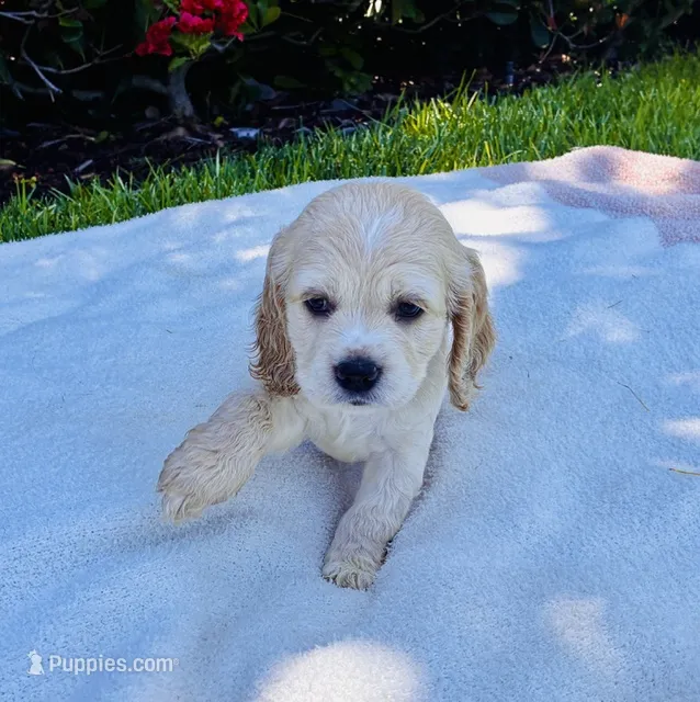 Ethan – Cocker Spaniel puppy for sale in Irvine, CA