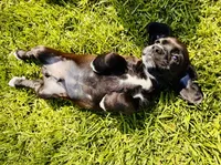 Boston, a male Cocker Spaniel for sale in Irvine, CA – 3 of 8