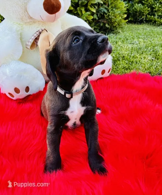 Bear – Cocker Spaniel puppy for sale in Irvine, CA