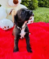 Bear, a male Cocker Spaniel for sale in Irvine, CA – 3 of 6