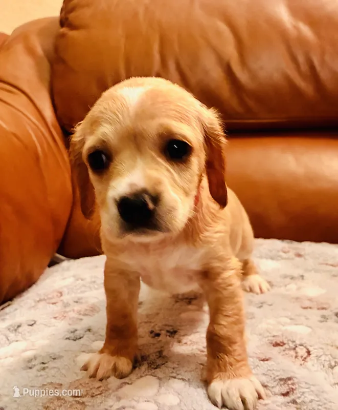 Daisy – Cocker Spaniel puppy for sale in Irvine, CA