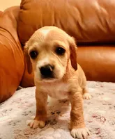 Daisy, a female Cocker Spaniel for sale in Irvine, CA – 1 of 3