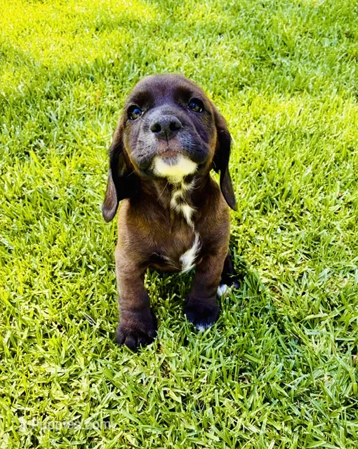 Luka – Cocker Spaniel puppy for sale in Irvine, CA
