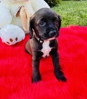 Bear, a male Cocker Spaniel for sale in Irvine, CA – 4 of 6