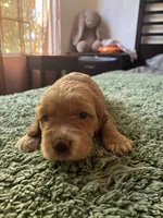 Bengi, a male Cocker Spaniel for sale in Los Angeles, CA – 2 of 3
