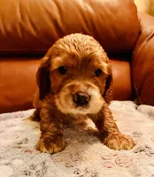 Benji, a male Cocker Spaniel for sale in Irvine, CA – 2 of 5