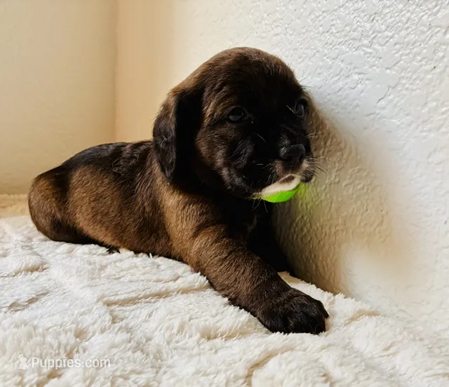 Luka – Cocker Spaniel puppy for sale in Irvine, CA