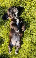 Boston, a male Cocker Spaniel for sale in Irvine, CA – 4 of 8