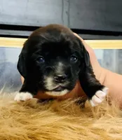 Luka, a male Cocker Spaniel for sale in Irvine, CA – 3 of 3