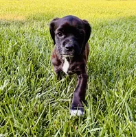 Boston, a male Cocker Spaniel for sale in Irvine, CA – 2 of 8