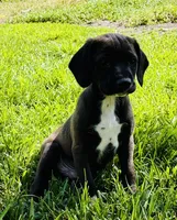 Bear, a male Cocker Spaniel for sale in Irvine, CA – 1 of 6