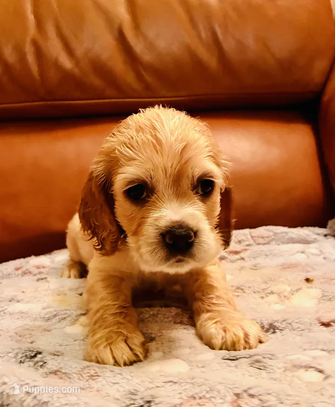 Ethan – Cocker Spaniel puppy for sale in Irvine, CA
