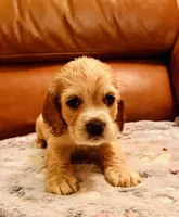 Ethan, a male Cocker Spaniel for sale in Irvine, CA – 1 of 2