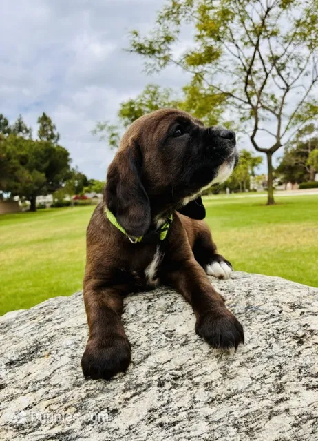 Luka – Cocker Spaniel puppy for sale in Irvine, CA