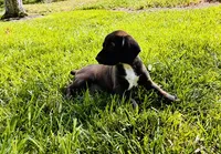 Bear, a male Cocker Spaniel for sale in Irvine, CA – 2 of 6