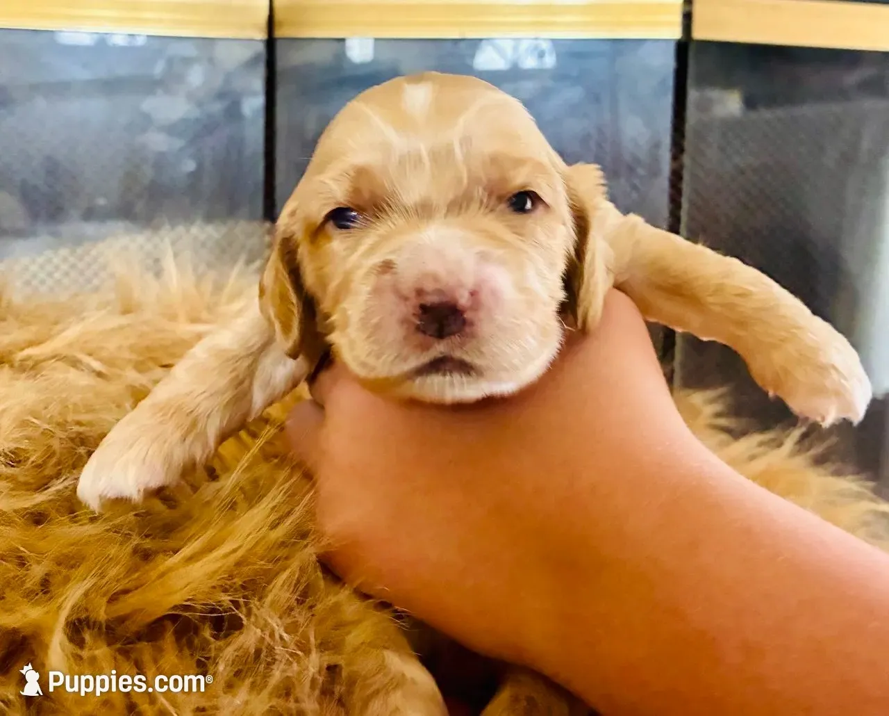 Benji, a male Cocker Spaniel for sale in Irvine, CA – 3 of 5
