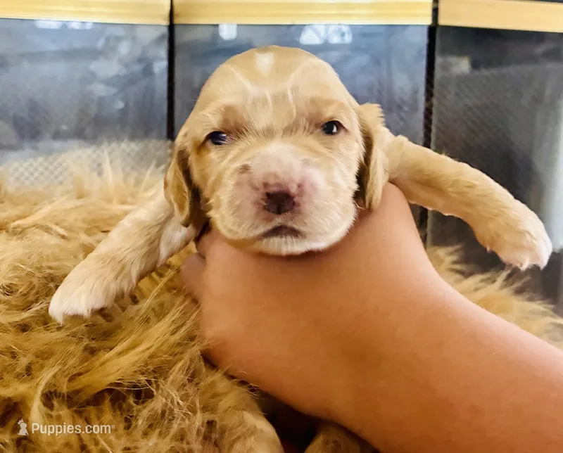 Bengi – Cocker Spaniel puppy for sale in Los Angeles, CA