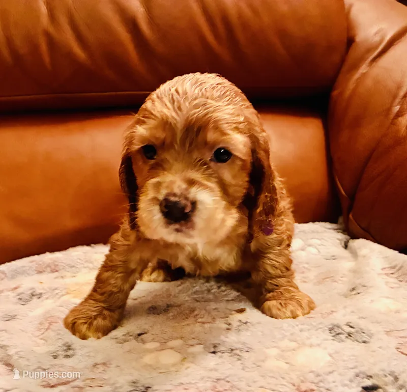 Benji – Cocker Spaniel puppy for sale in Irvine, CA