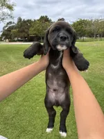 Luka, a male Cocker Spaniel for sale in Irvine, CA – 5 of 8