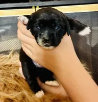 Boston, a male Cocker Spaniel for sale in Los Angeles, CA – 2 of 3