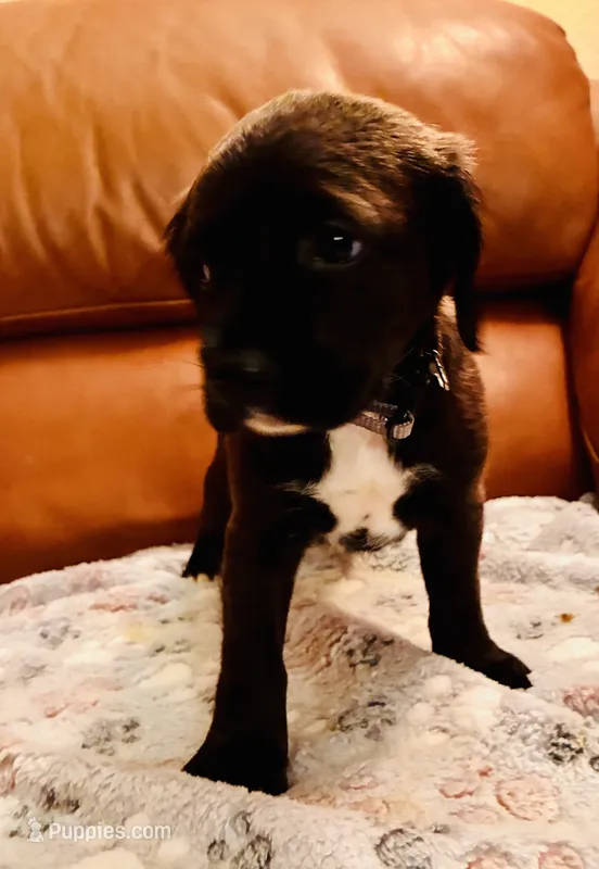 Bear – Cocker Spaniel puppy for sale in Irvine, CA