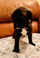 Bear, a male Cocker Spaniel for sale in Irvine, CA – 1 of 1