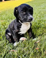 Ricky, a male Cocker Spaniel for sale in Irvine, CA – 2 of 5