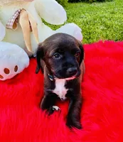 Bear, a male Cocker Spaniel for sale in Irvine, CA – 6 of 6